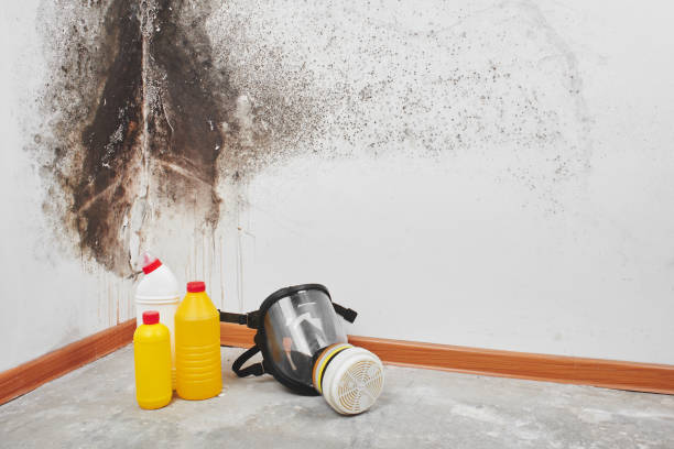 Best Mold Testing and Inspection Services in Fredonia, AZ