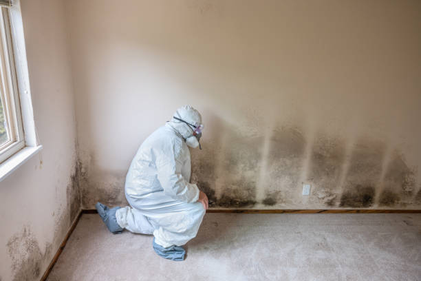 Best HVAC Mold Remediation in Fredonia, AZ